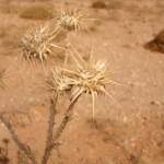Algeria Naama desert plant